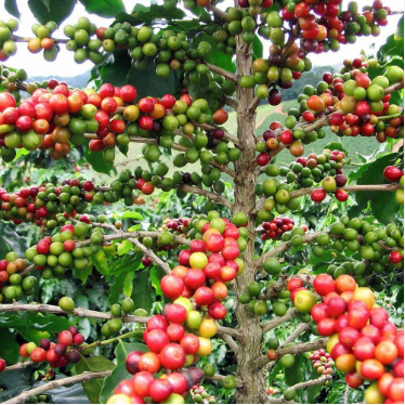 arabica
