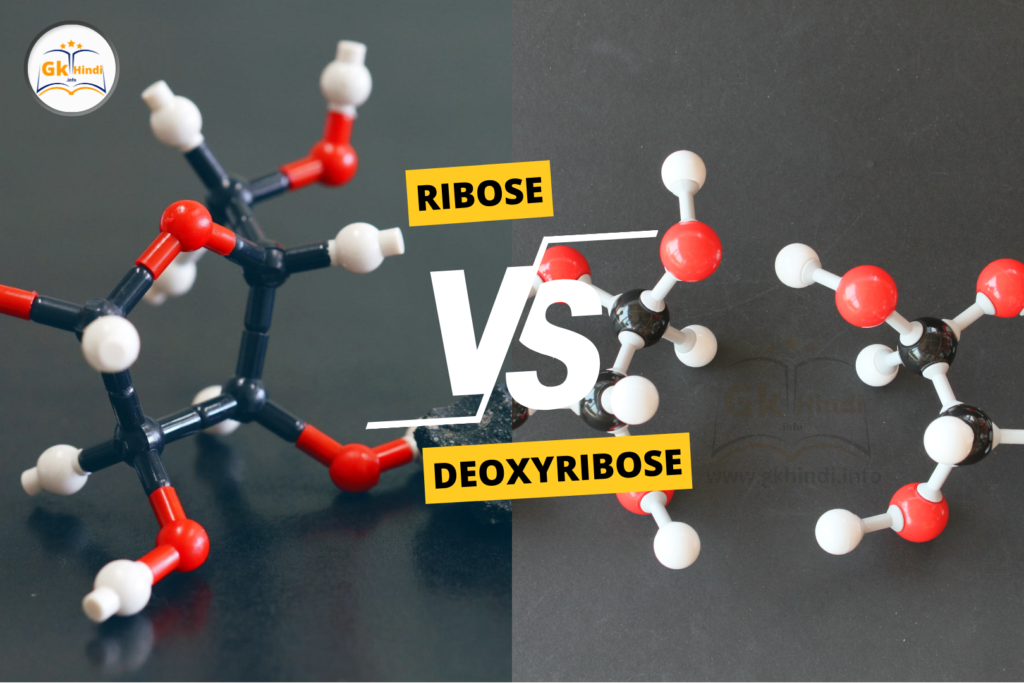 Ribose vs Deoxyribose