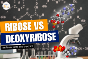 Read more about the article Ribose vs Deoxyribose: असली फर्क जानिए आसान शब्दों में!