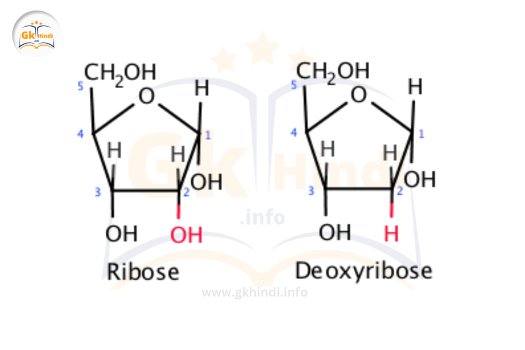 ribose-vs-deoxyribose