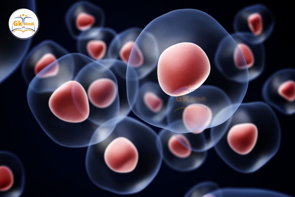 Distribution of Genetic Material in Cell Division