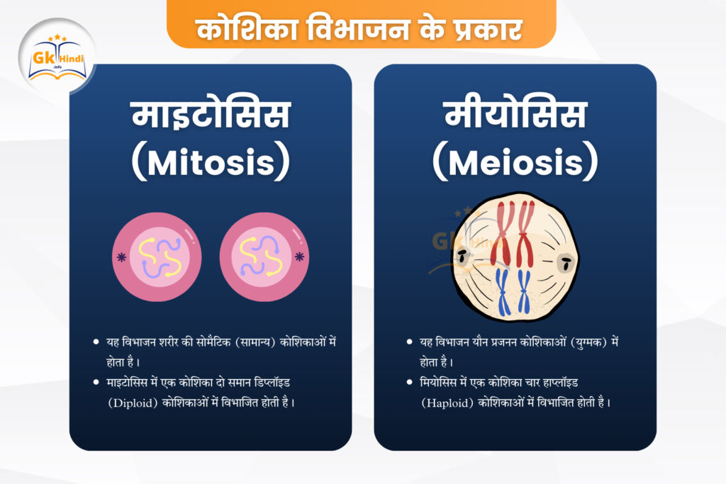 Meiosis