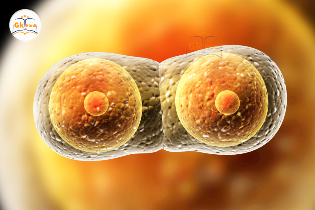 Phases of Meiosis