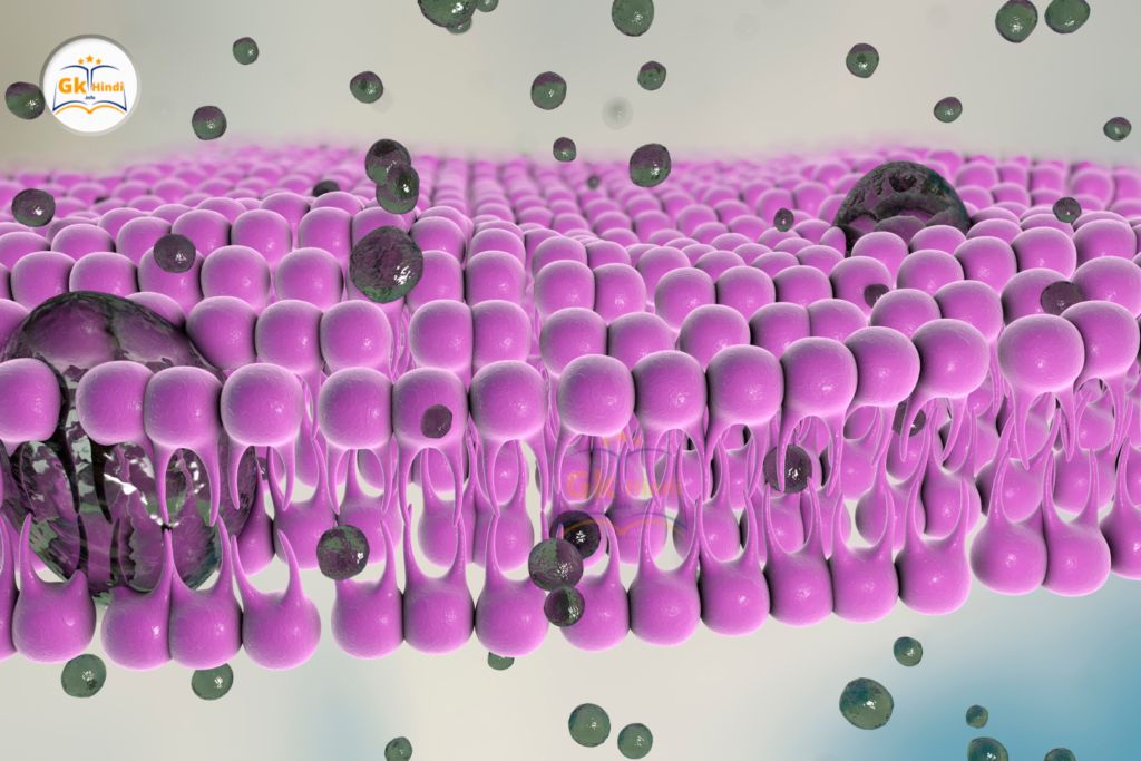 कोशिका झिल्ली (Cell Membrane)