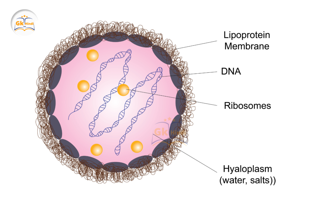 प्राथमिक कोशिकाएँ (Prokaryotic Cells)