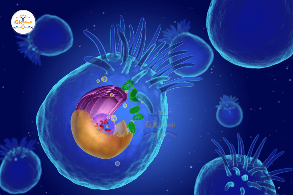 यूकेरियोटिक कोशिकाएँ (Eukaryotic Cells)