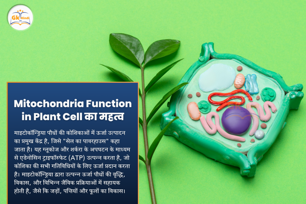 Mitochondria Function in Plant Cell का महत्व