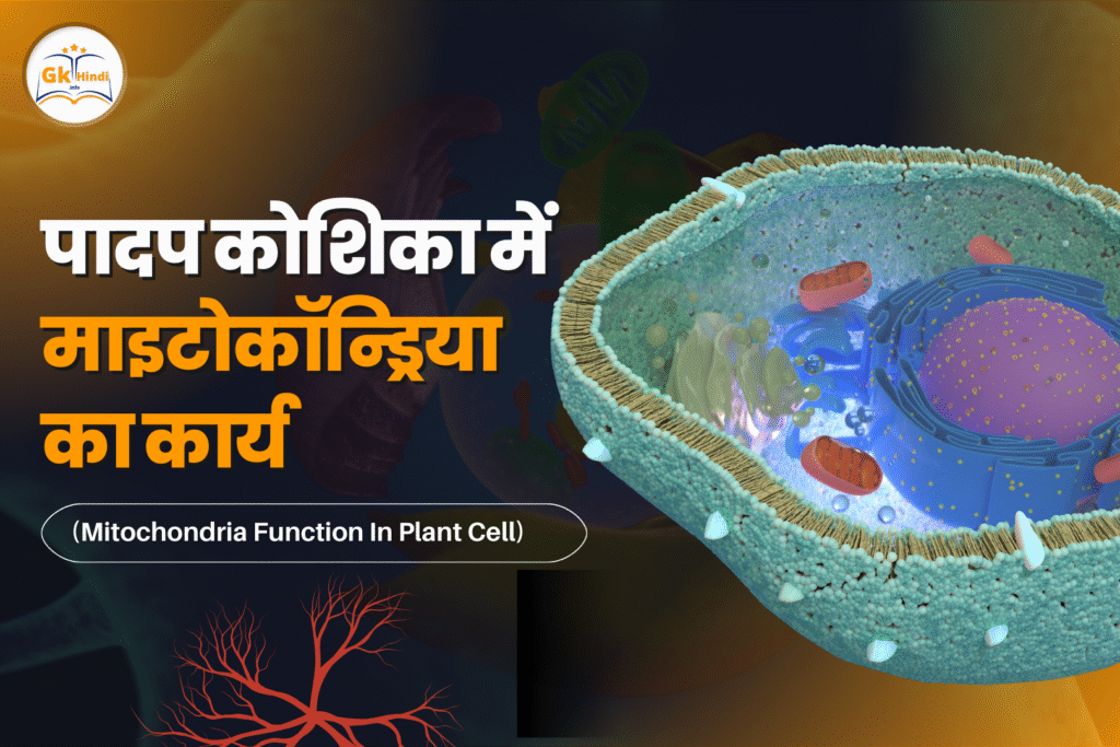 mitochondria-function-in-plant-cell-2