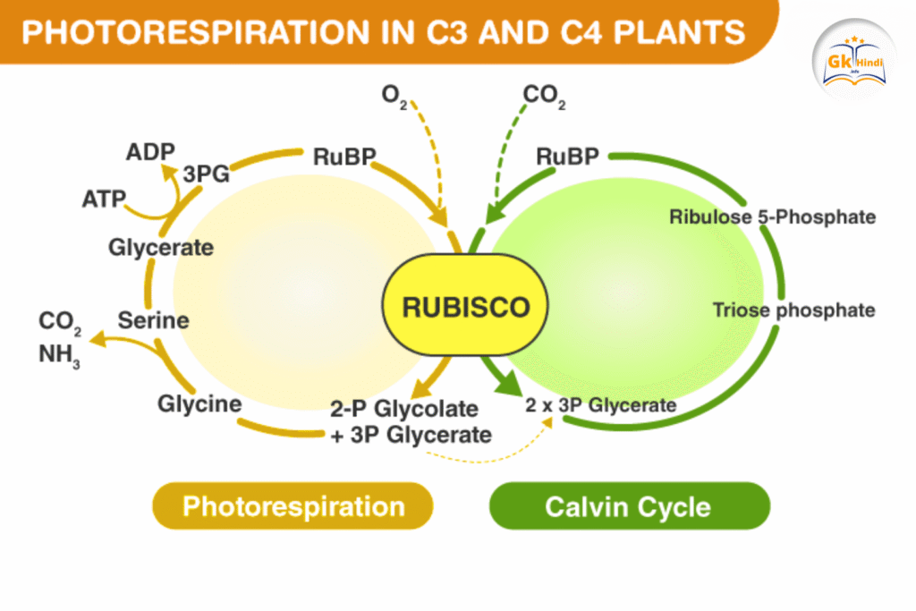 फोटोऑक्सीकरण (Photo-oxidation)